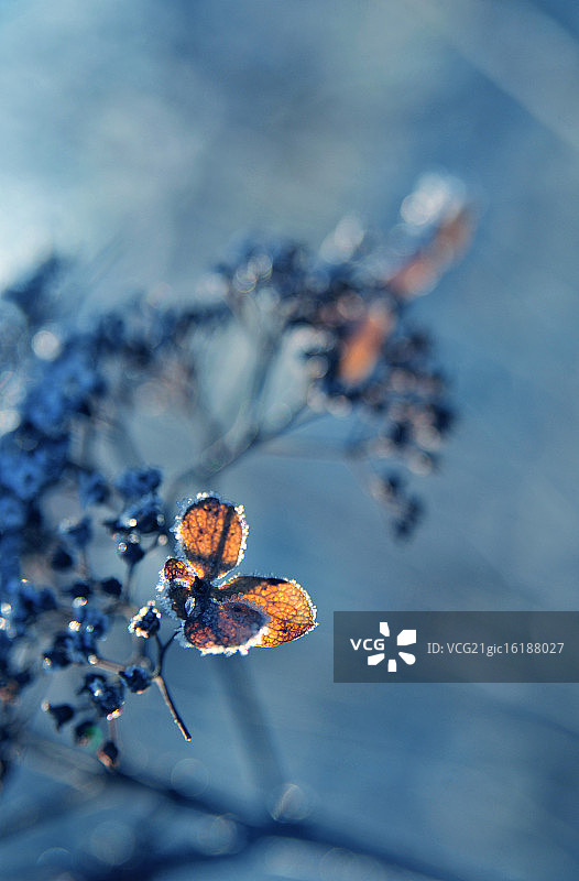 冬天蝴蝶图片素材