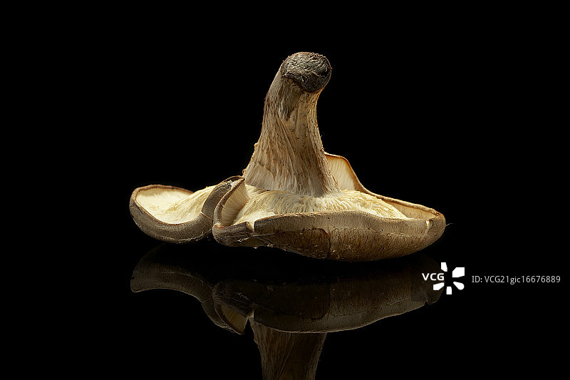 波多贝罗蘑菇图片素材