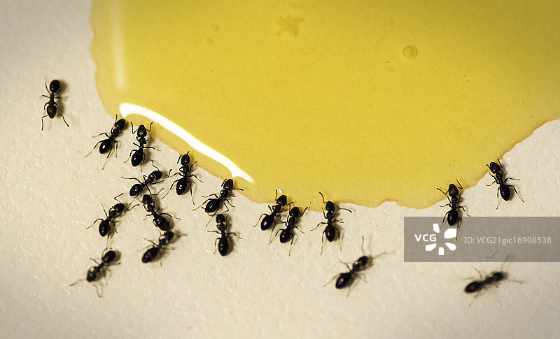 蚂蚁喜欢蜂蜜图片素材