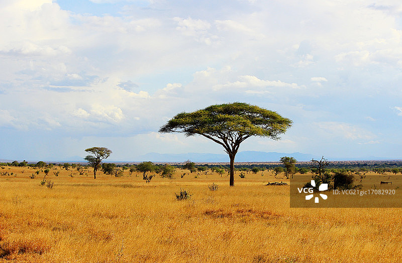 非洲大草原风景图片素材