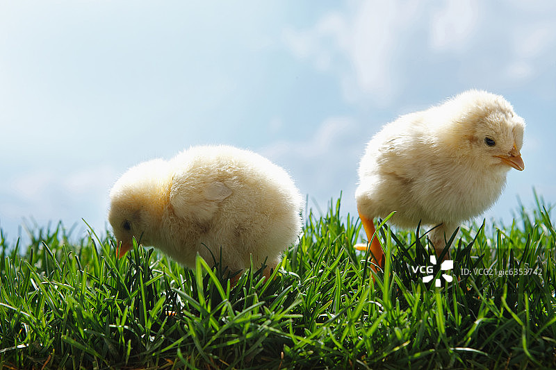 两只小鸡在草地上图片素材