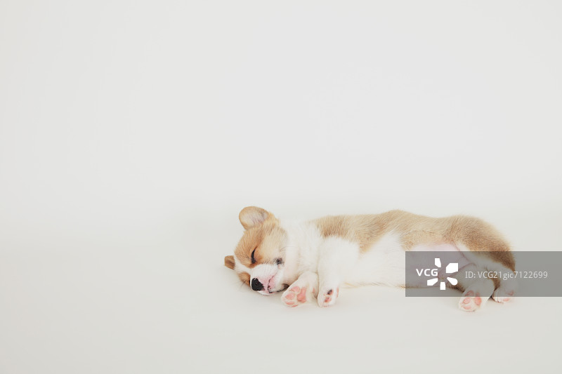 柯基小狗躺在地板上图片素材