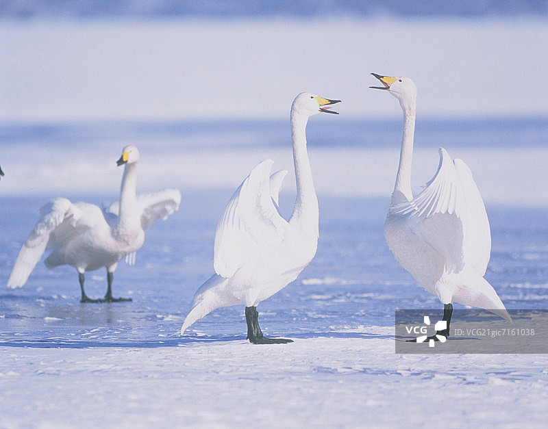 日本北海道草沙罗湖上天鹅交配图片素材