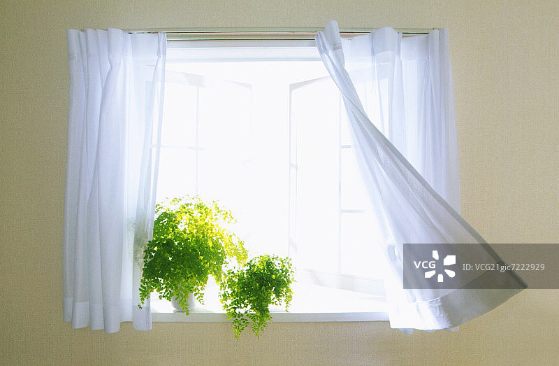 微风中有盆栽和窗帘的窗户图片素材