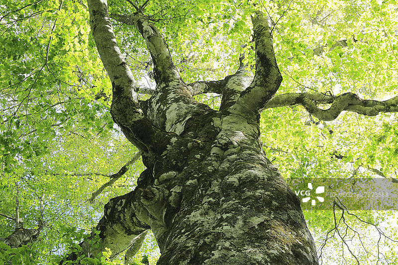 低角度的老山毛榉树图片素材