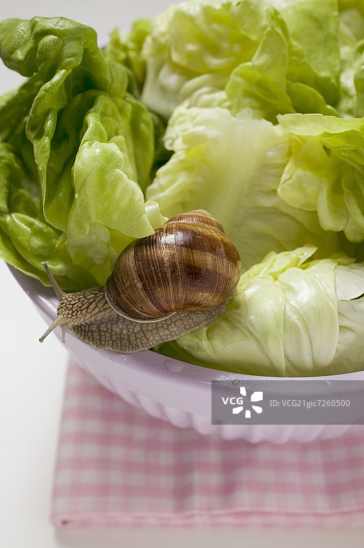 活蜗牛吃碗里的莴苣图片素材