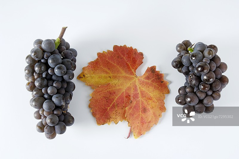Black grapes, variety Ruhl盲nder, with leaf图片素材