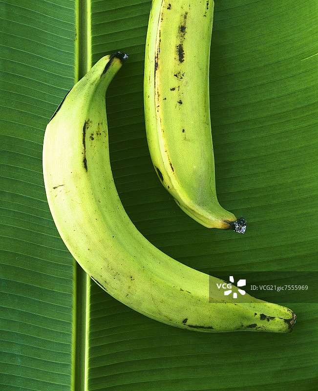 两片芭蕉叶上的大蕉图片素材