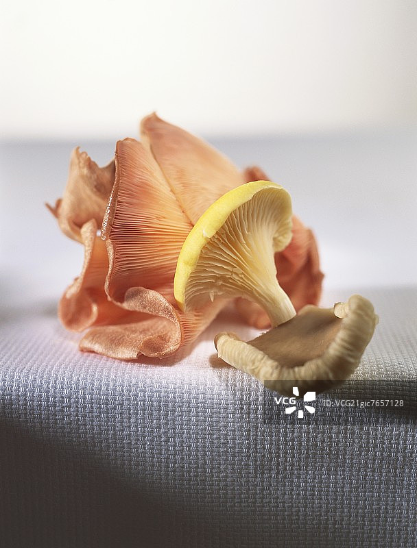 淡色亚麻布上的平菇图片素材