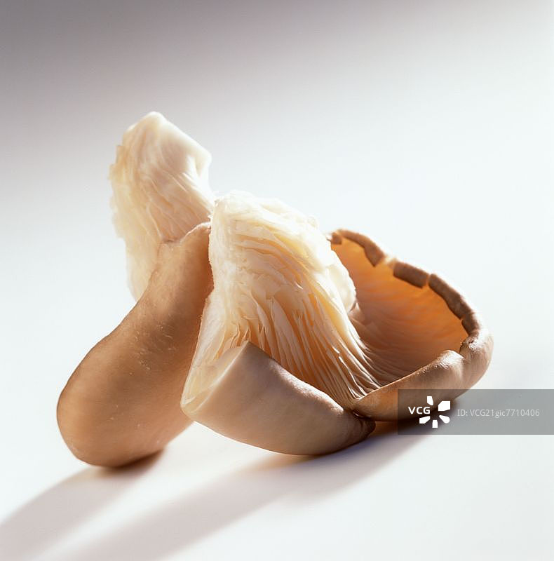 牡蛎蘑菇图片素材