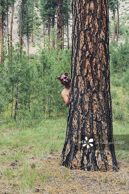 一个男人站在一棵黄松后面，戴着熊面具在树干周围张望。图片素材
