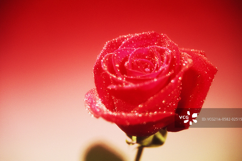 水滴红玫瑰图片素材