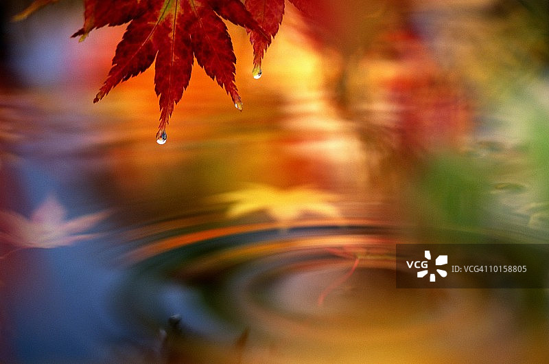 日本枫叶和水池图片素材