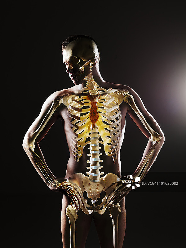 站立的男性身体和骨骼可见图片素材