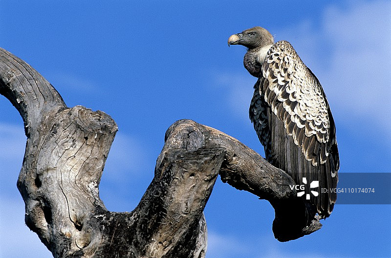 Ruppell的秃鹫栖息在肯尼亚图片素材