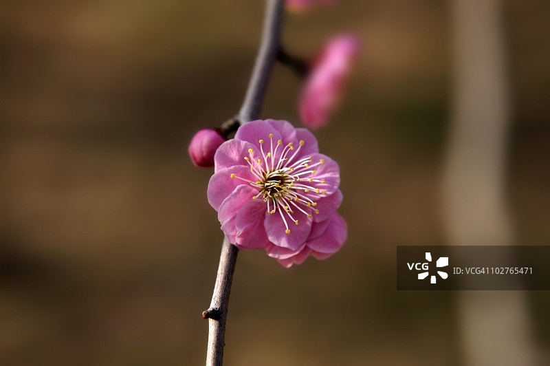特写的红梅树的花朵。日本大阪,图片素材