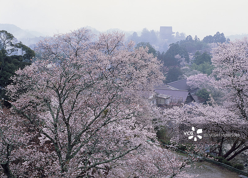 樱花，吉野，吉野，奈良，日本图片素材