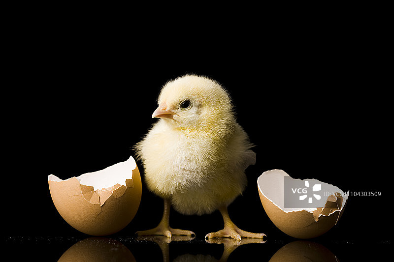 从蛋中孵出的小鸡图片素材