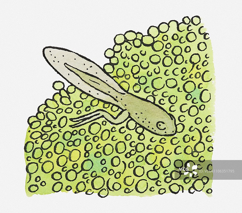 绿色蝌蚪与蛙卵混合的插图图片素材