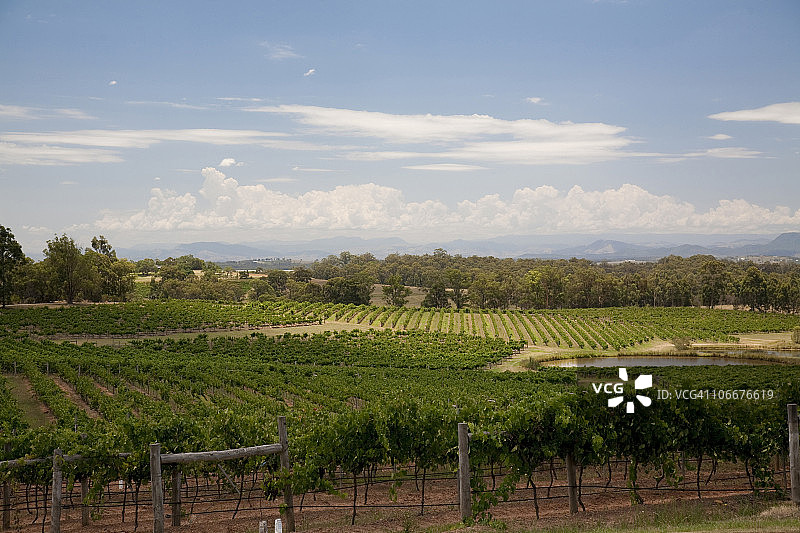 澳大利亚新南威尔士州猎人谷葡萄园内种植的葡萄图片素材
