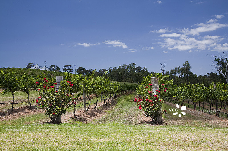 澳大利亚新南威尔士州猎人谷葡萄园内种植的葡萄图片素材