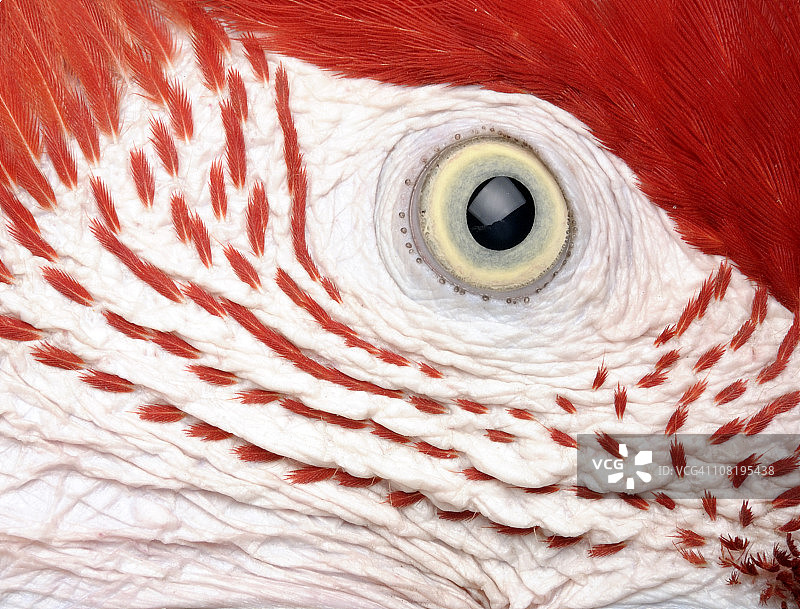 鹦鹉的眼睛图片素材