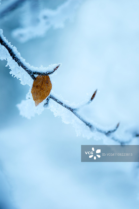 冰冻的叶子在冬天闭合图片素材