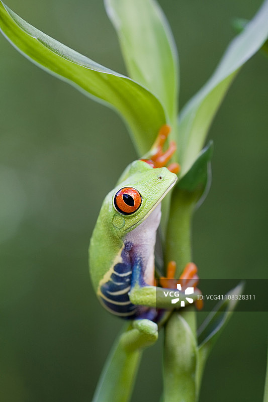 植物上的红眼树蛙图片素材