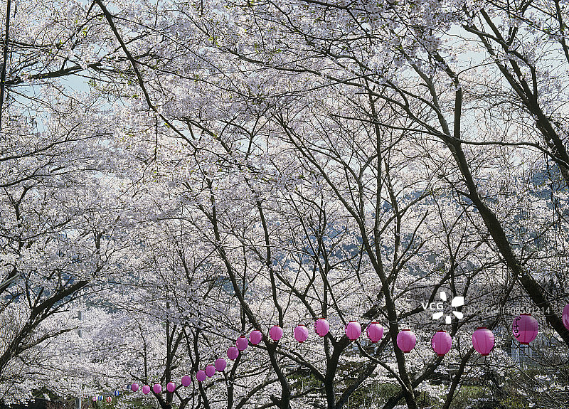 樱花盛开的山中谷，汉南，大阪，日本图片素材