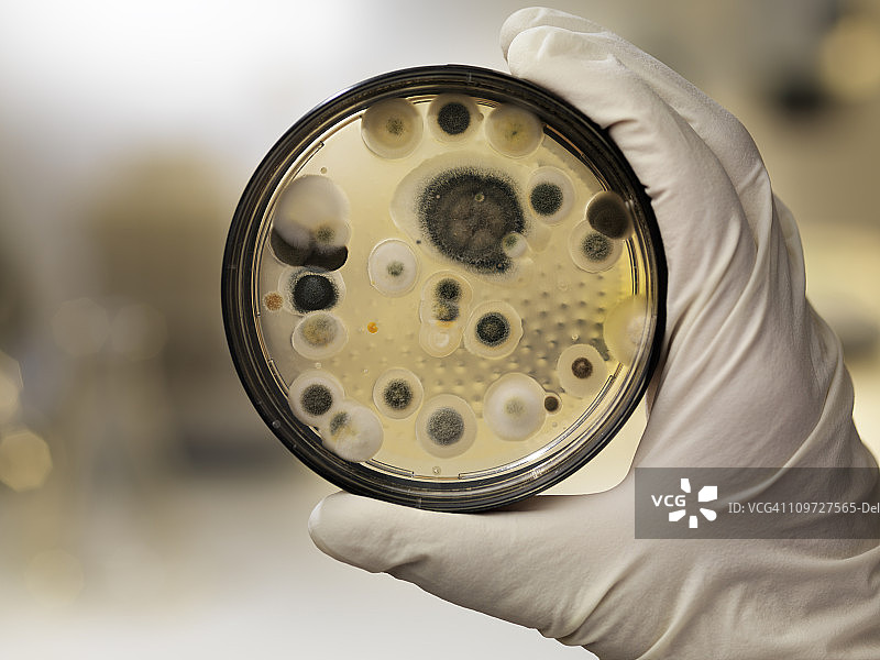 在琼脂平板上进行霉菌培养，实验室现场图片素材