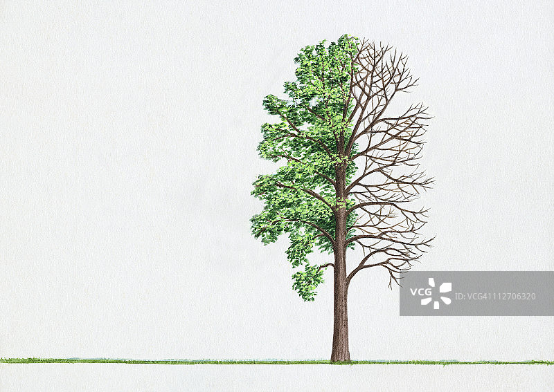 插图杨树与绿色的叶子和光秃秃的树枝图片素材