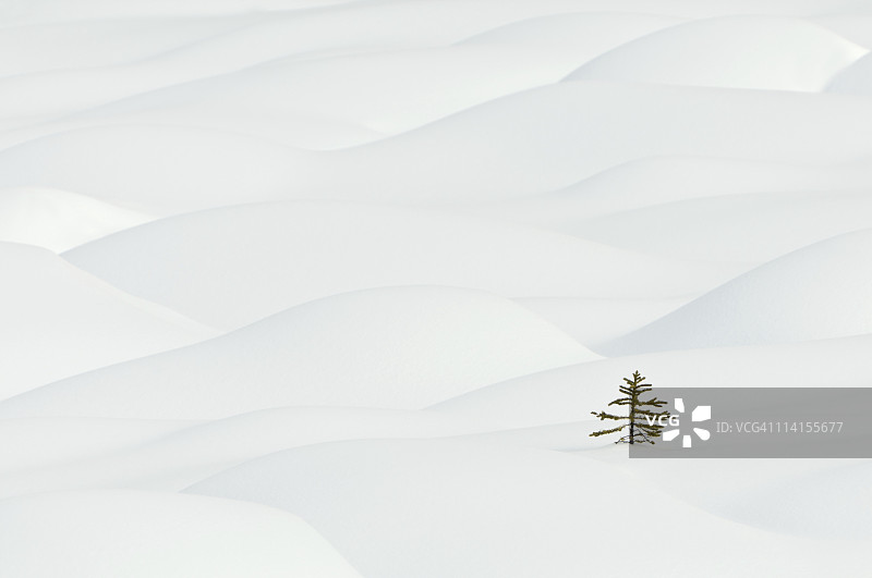 孤独的松树对着雪堆图片素材