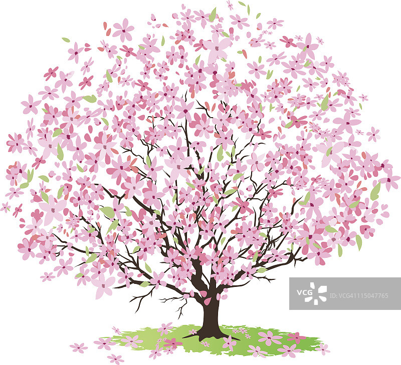 粉红色的樱桃树盛开着许多花图片素材