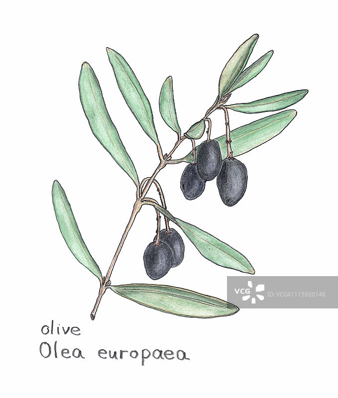 橄榄，木犀榄，用彩色铅笔画植物图片素材