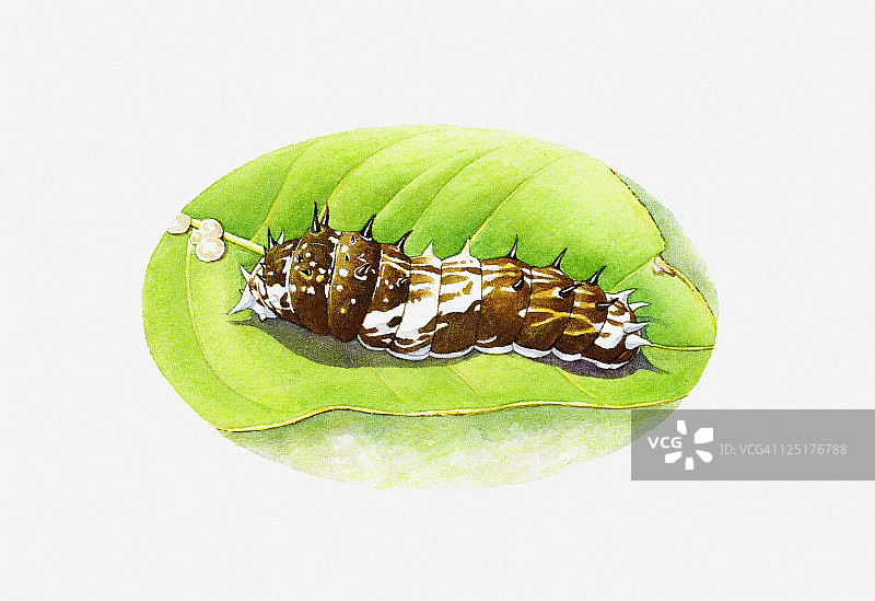 图中为蝴蝶王(Papilio thoas)棕白相间的毛虫在绿叶上图片素材
