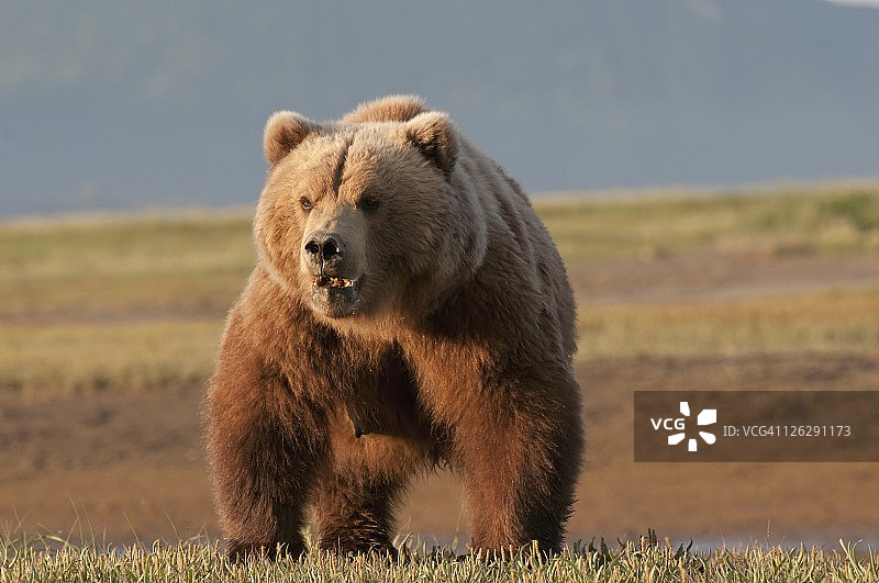 棕色灰熊(ursus arctos horribilis)图片素材
