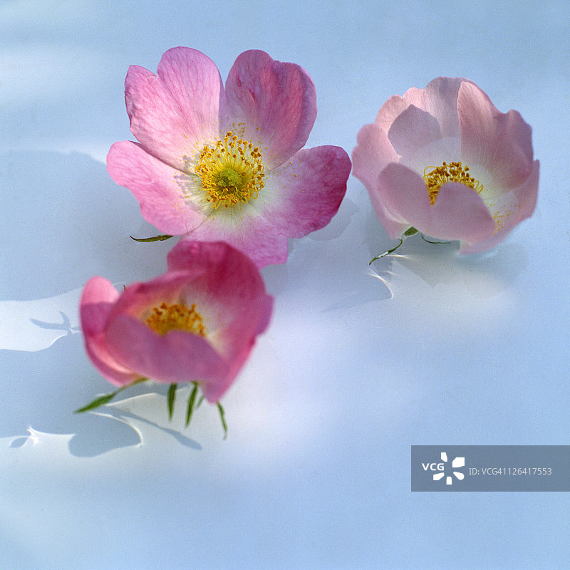 粉红色开花植物特写镜头图片素材