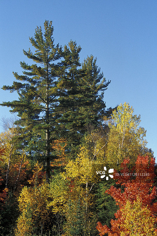 秋季东部落叶混交林。密歇根。图片素材