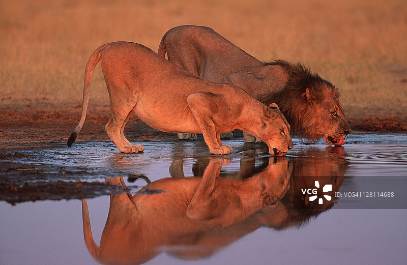 雄狮和雌狮在水坑里饮水。豹属狮子座。丘比国家公园。博茨瓦纳。图片素材