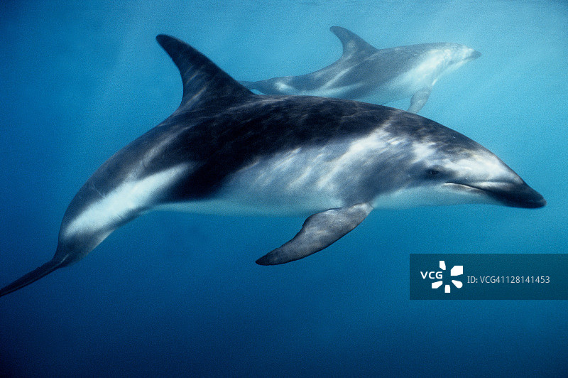 黑海豚，暗色海豚，新西兰水下图片素材