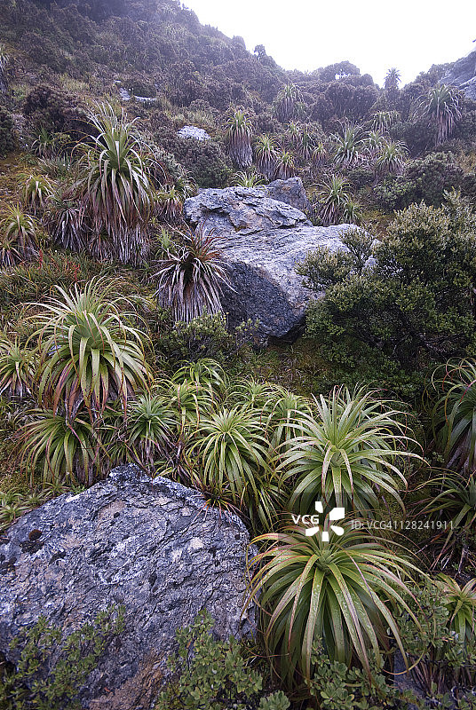 Pandani, pandanifolia，西南国家公园，塔斯马尼亚，澳大利亚图片素材