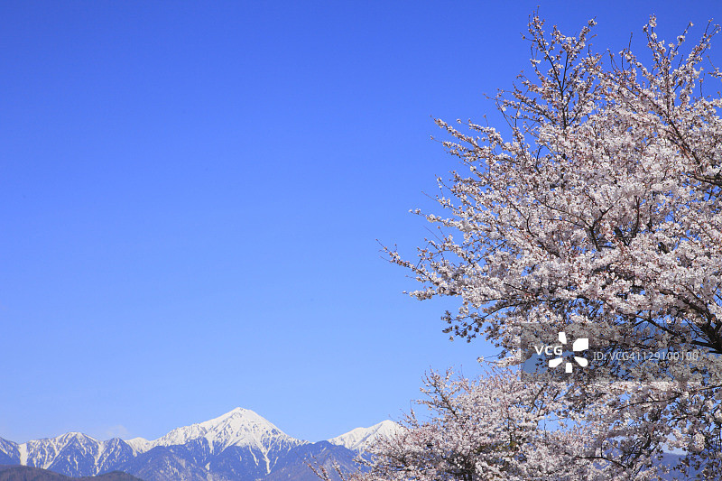 樱花树和山脉图片素材