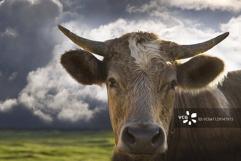 公牛在接近暴风雨的田野里图片素材