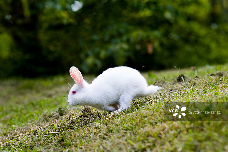 白兔跑图片素材