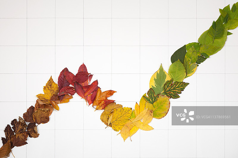 线形图由4个季节的叶子组成图片素材