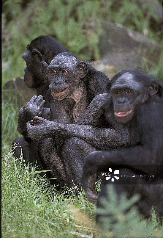 倭黑猩猩的黑猩猩。-一。濒危物种。-混合组-热带rf扎伊尔/刚果图片素材