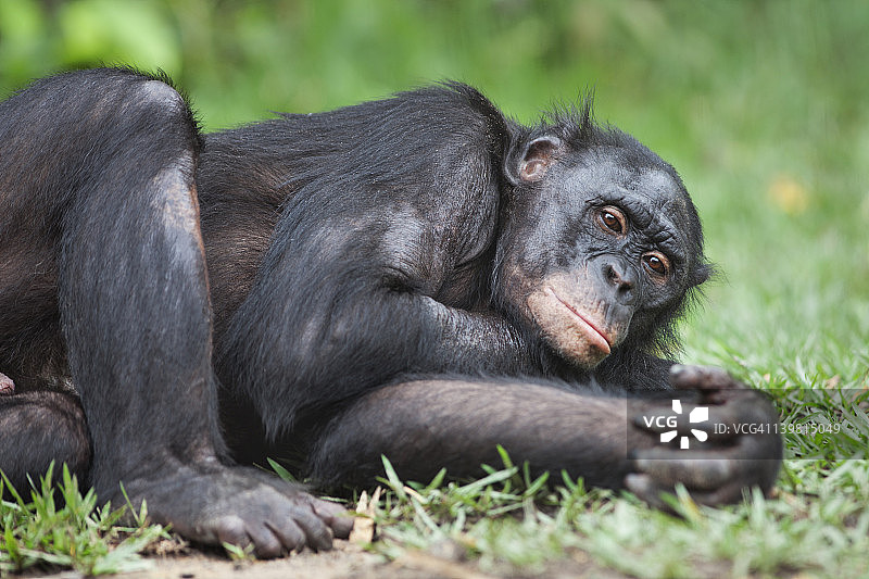 倭黑猩猩(panpaniscus)躺在一边。洛拉·亚倭黑猩猩保护区，刚果民主共和国图片素材