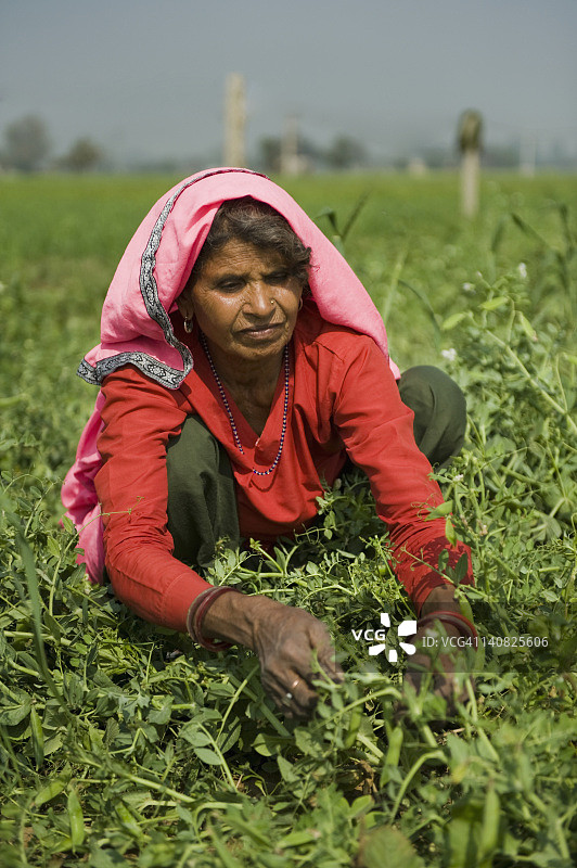 印度哈里亚纳邦古尔冈Farrukh Nagar的农场女工正在采摘绿色的豌豆荚图片素材