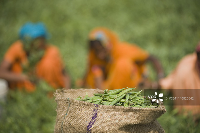 近距离拍摄一袋绿色豌豆荚在一个领域，Farrukh Nagar，古尔冈，哈里亚纳邦，印度图片素材