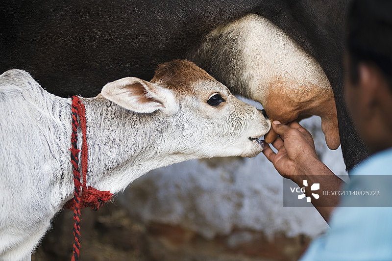 印度哈里亚纳邦古尔冈Farrukh Nagar，一名挤奶工正在给一头小牛喂奶图片素材